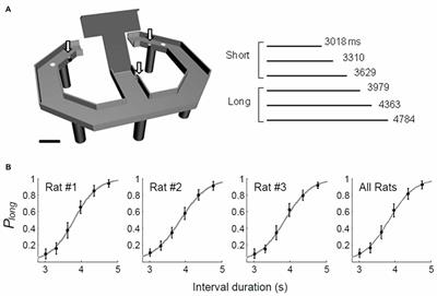 Distinct Dynamics of Striatal and Prefrontal Neural Activity During Temporal Discrimination